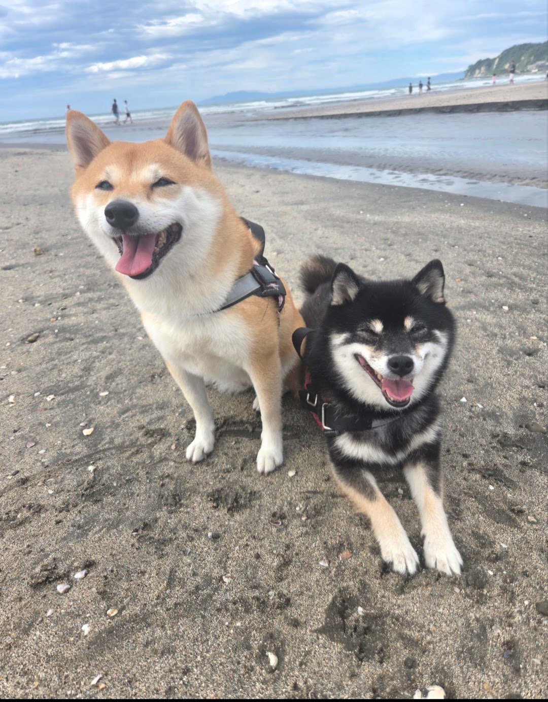 愛犬の認知症、実は「お口」から始まっている?