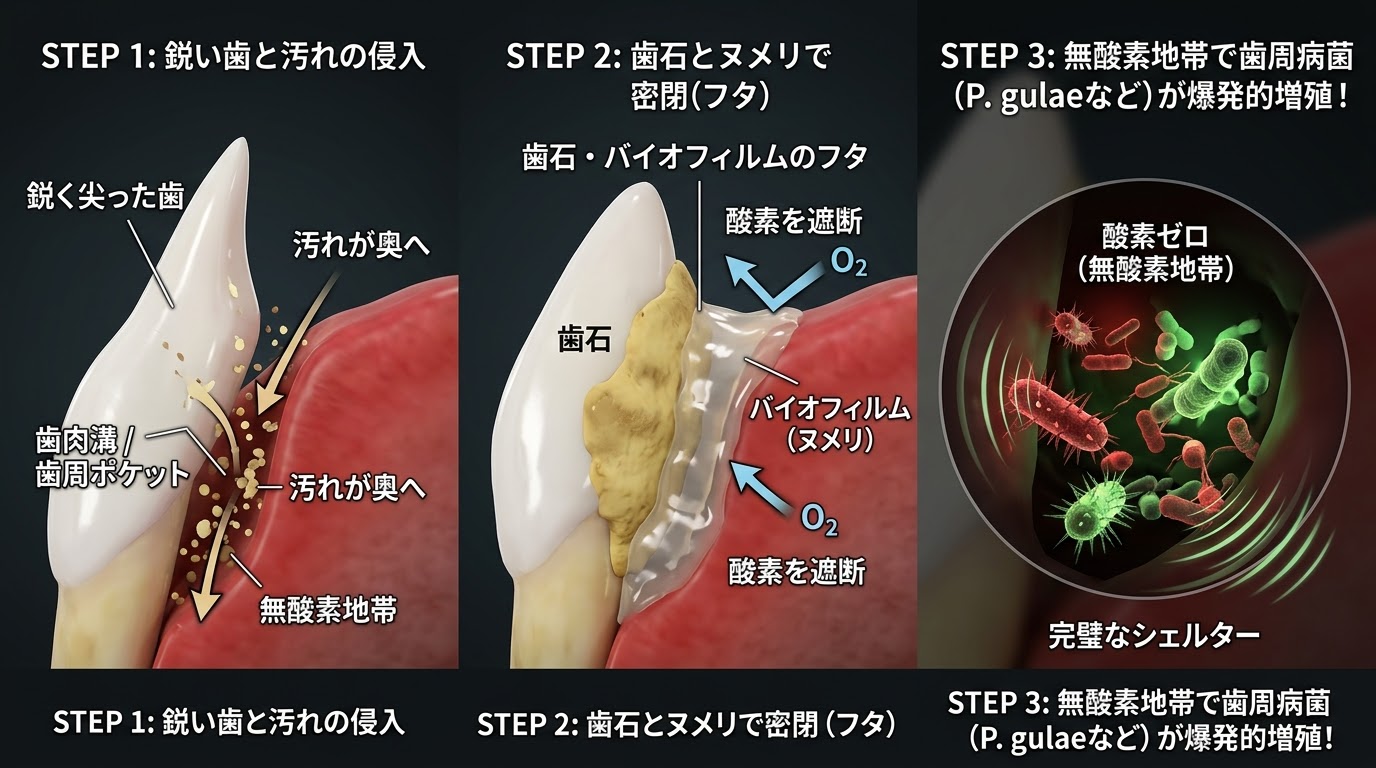 ペットの歯周病の正体は?私たちが知るべき本当の話