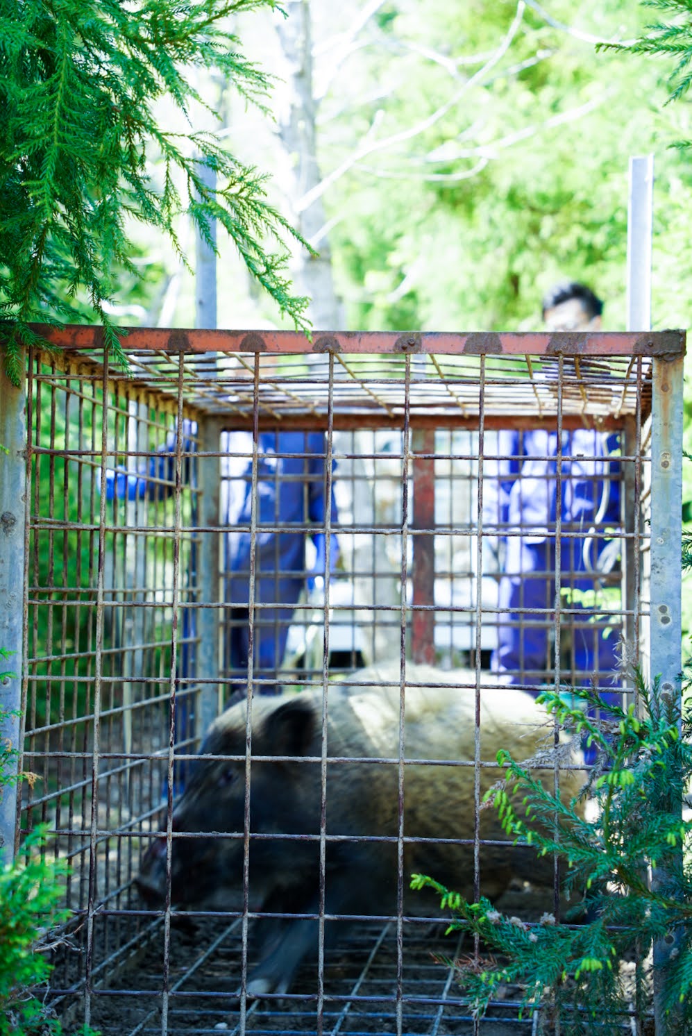 命がお肉になるまで