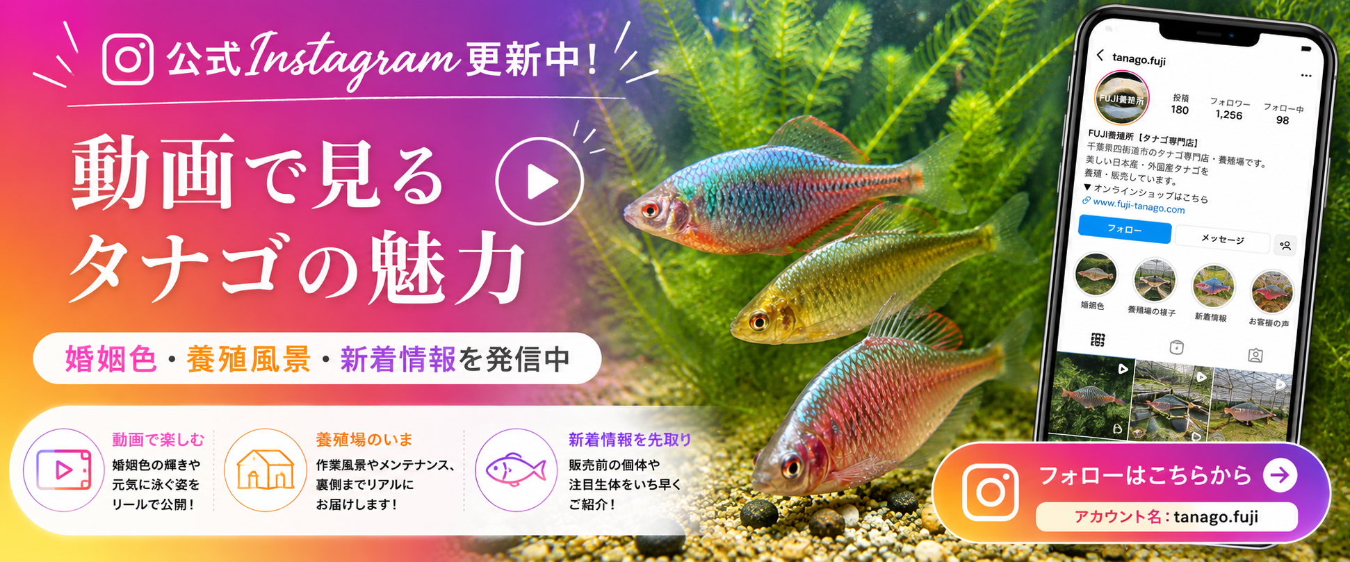【公式Instagram】養殖場の日常と、タナゴたちの美しい婚姻色をお届けしています