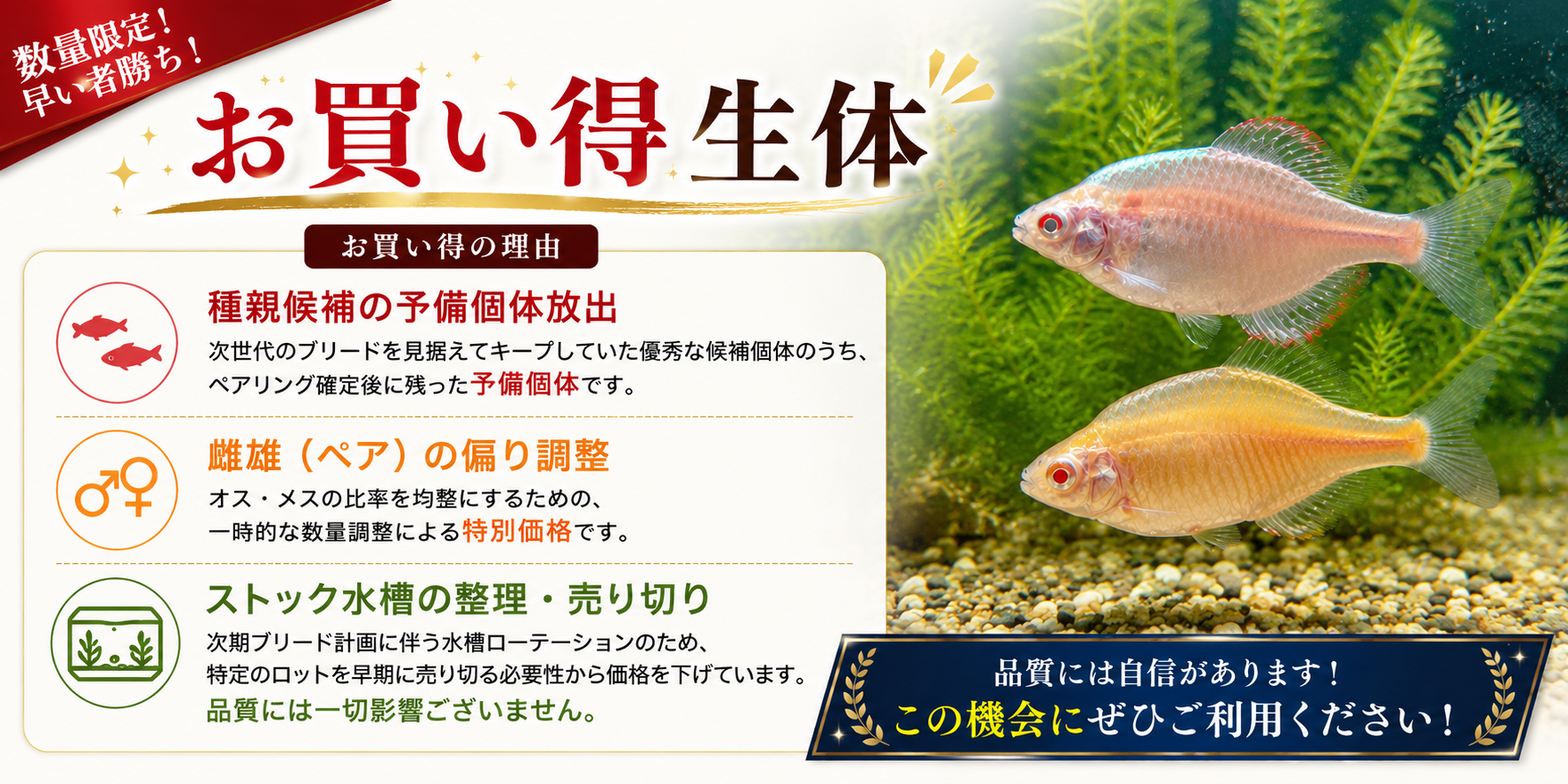 【新コーナー】お買い得・限定個体の特設ページを開設いたしました