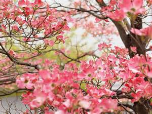 花水木の季節に想うこと