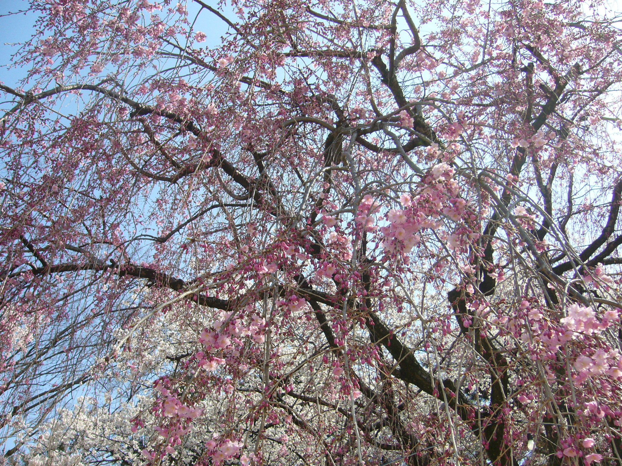 サクラに例える人生論～皆様の運命上に満開の桜が咲き誇ります様に！～