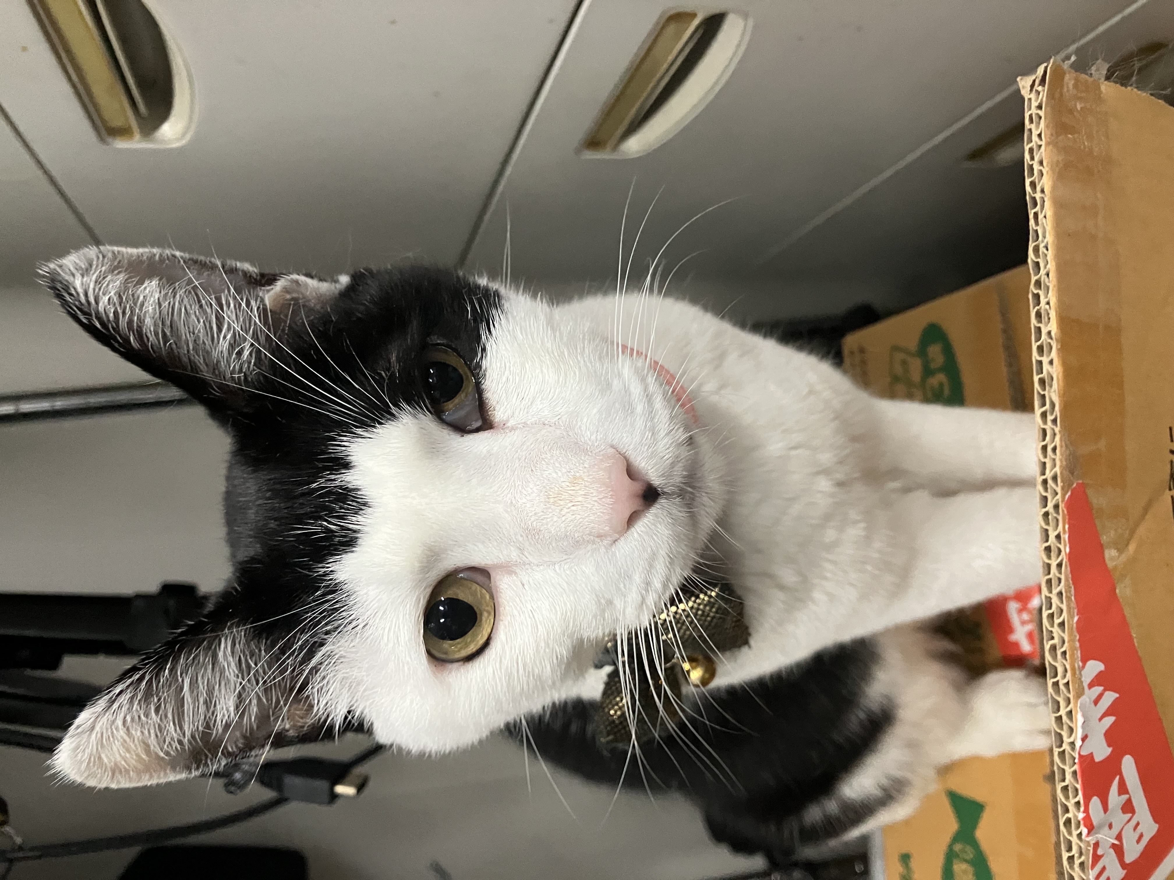 にゃん吉猫Tシャツ👕