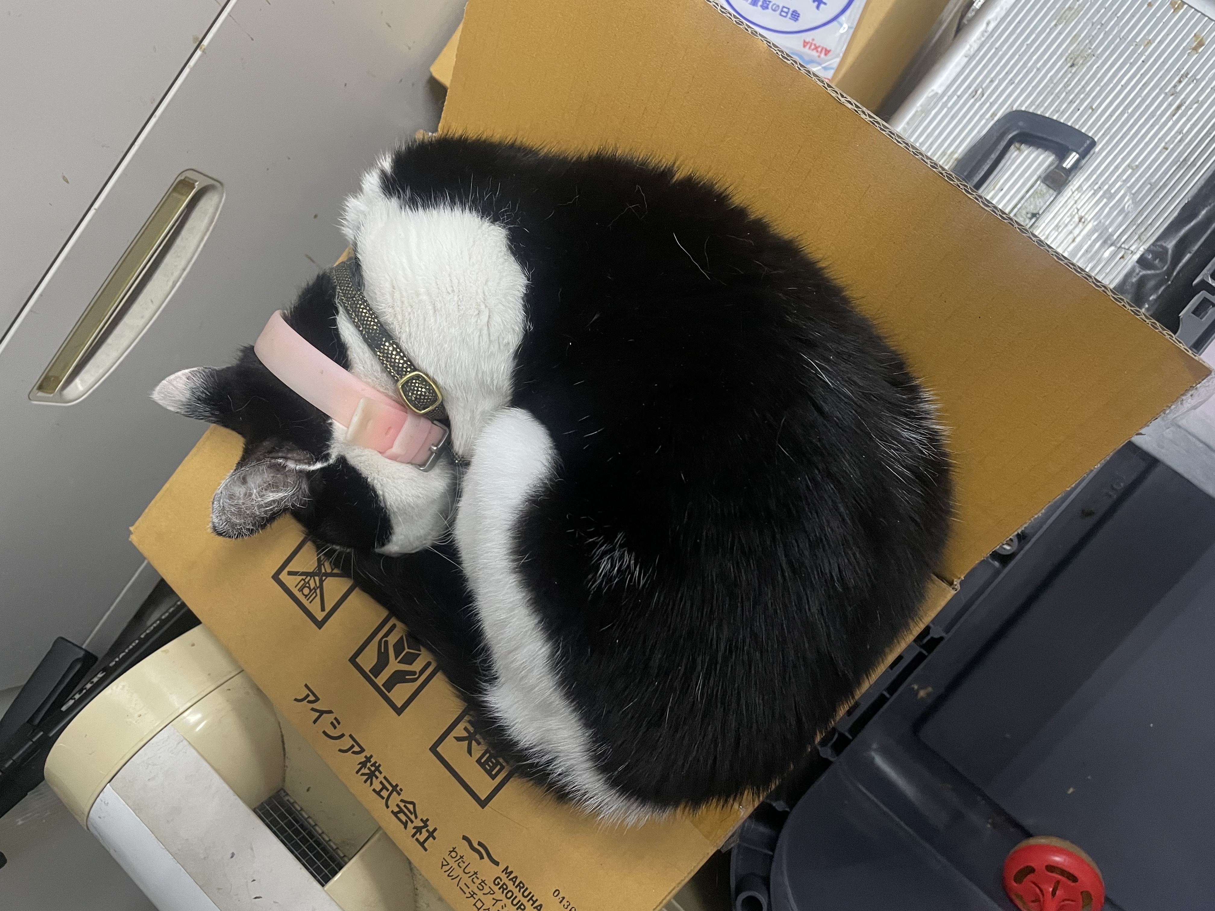 オフィスにゃん吉|新商品販売開始!