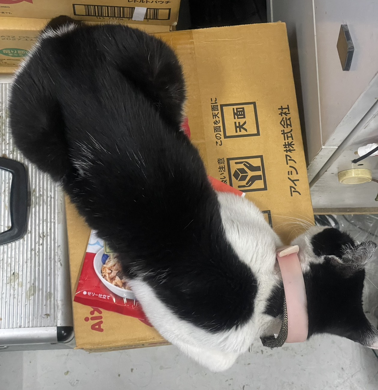 ダンボール大好き猫店長