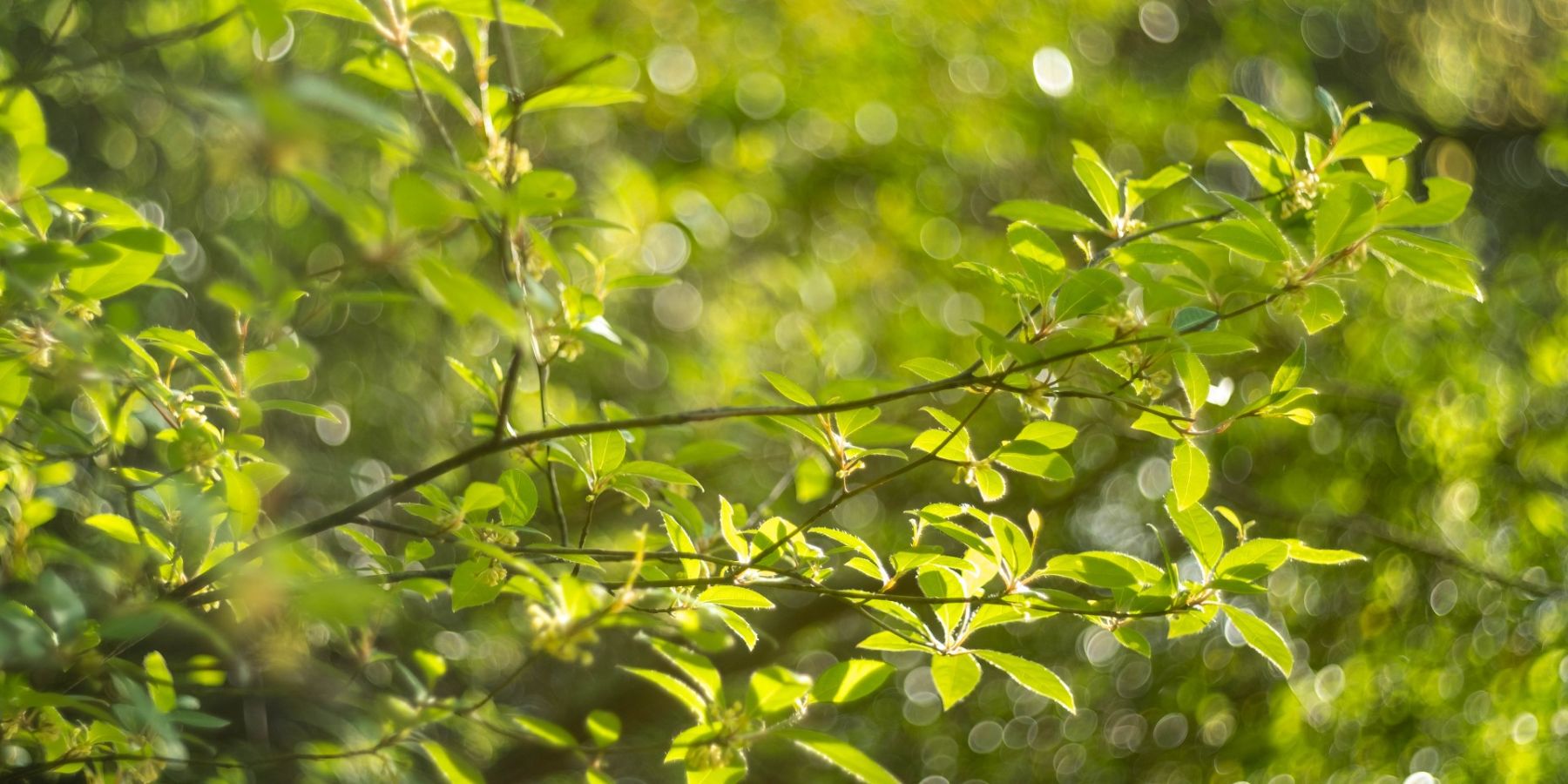 「クロモジ」ってどんな香り?千利休も愛した和ハーブの魅力