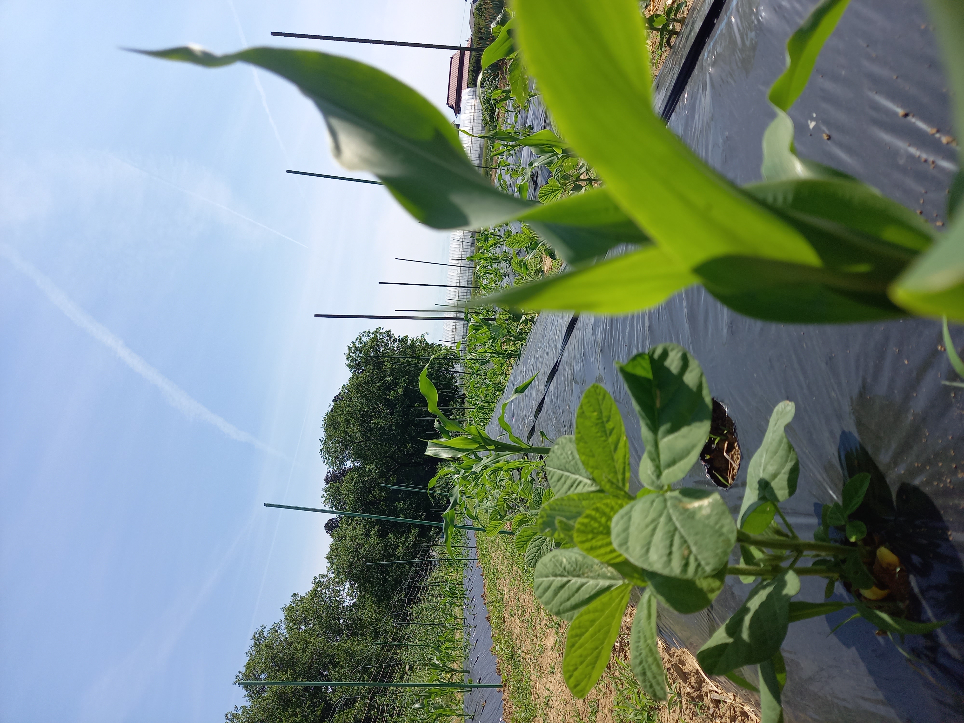 今年の野菜について
