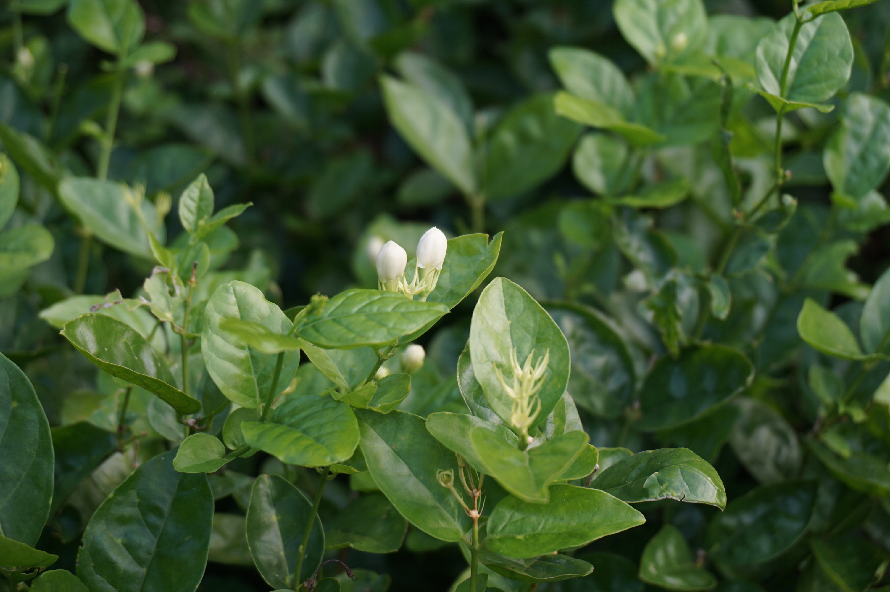 【NEWS】HATVALA ジャスミンウーロンティー ｜THE LEAFIES2025 優秀賞受賞