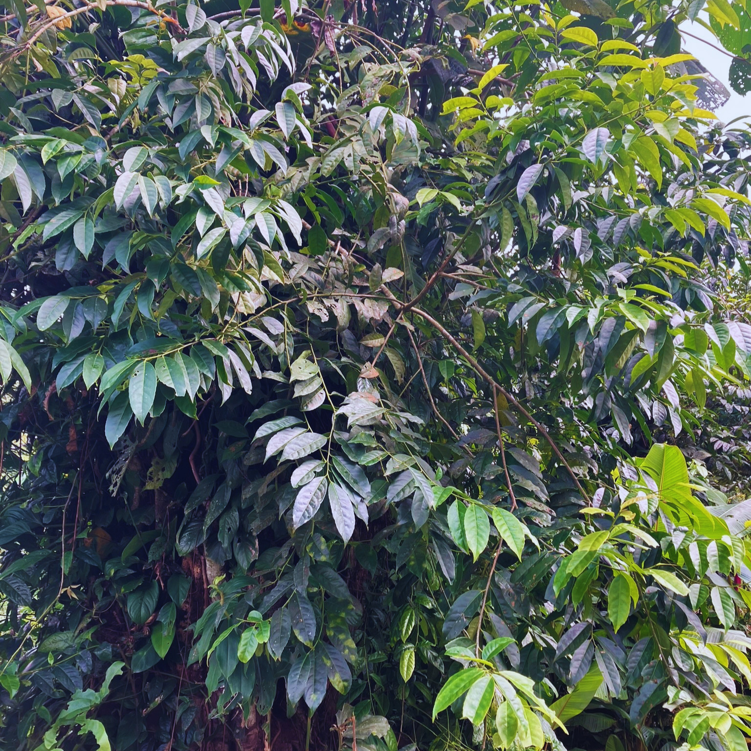 アマゾンの秘密！？グアユサってどんな植物？