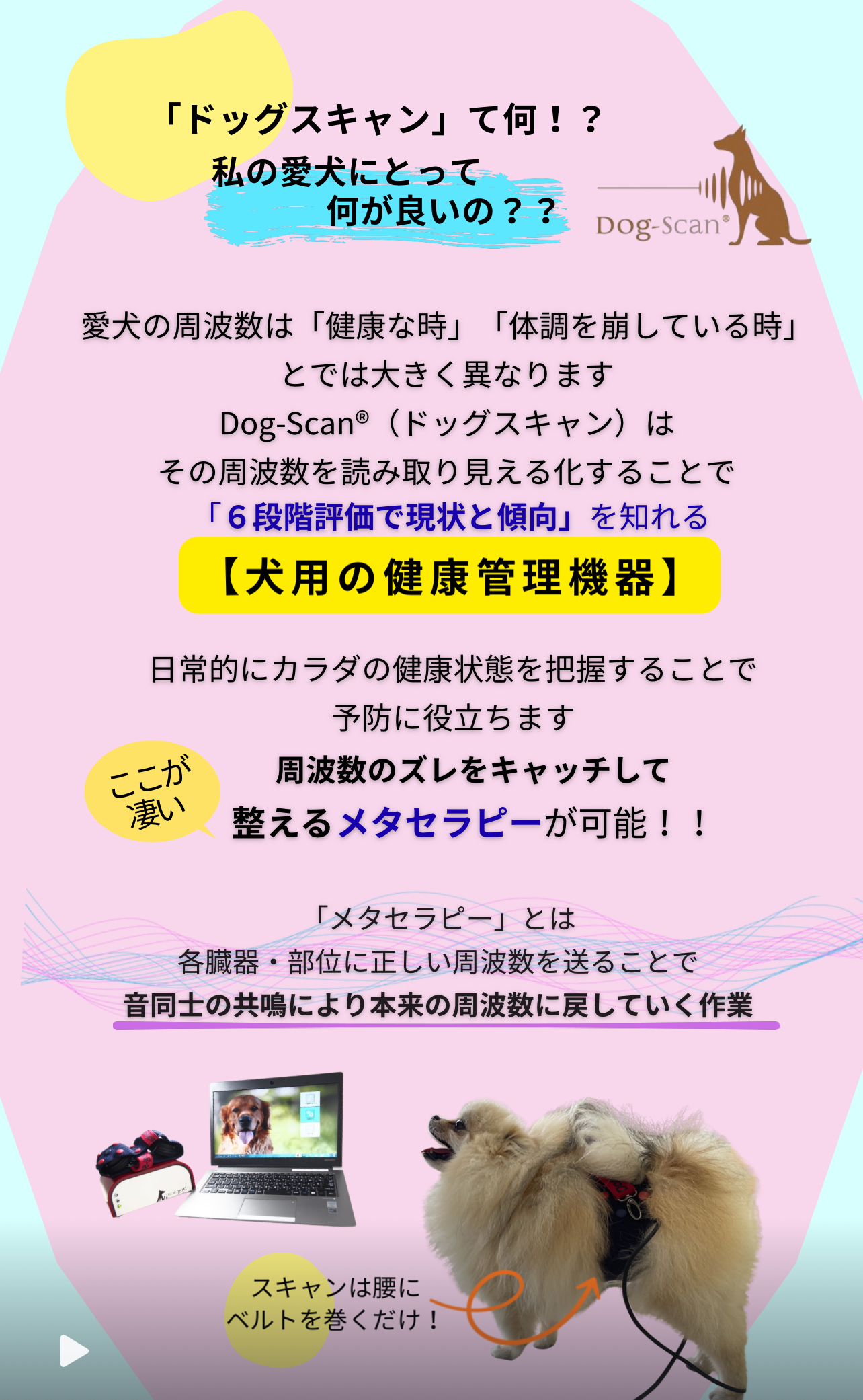 私流🌼ドッグスキャンの活用法🌼