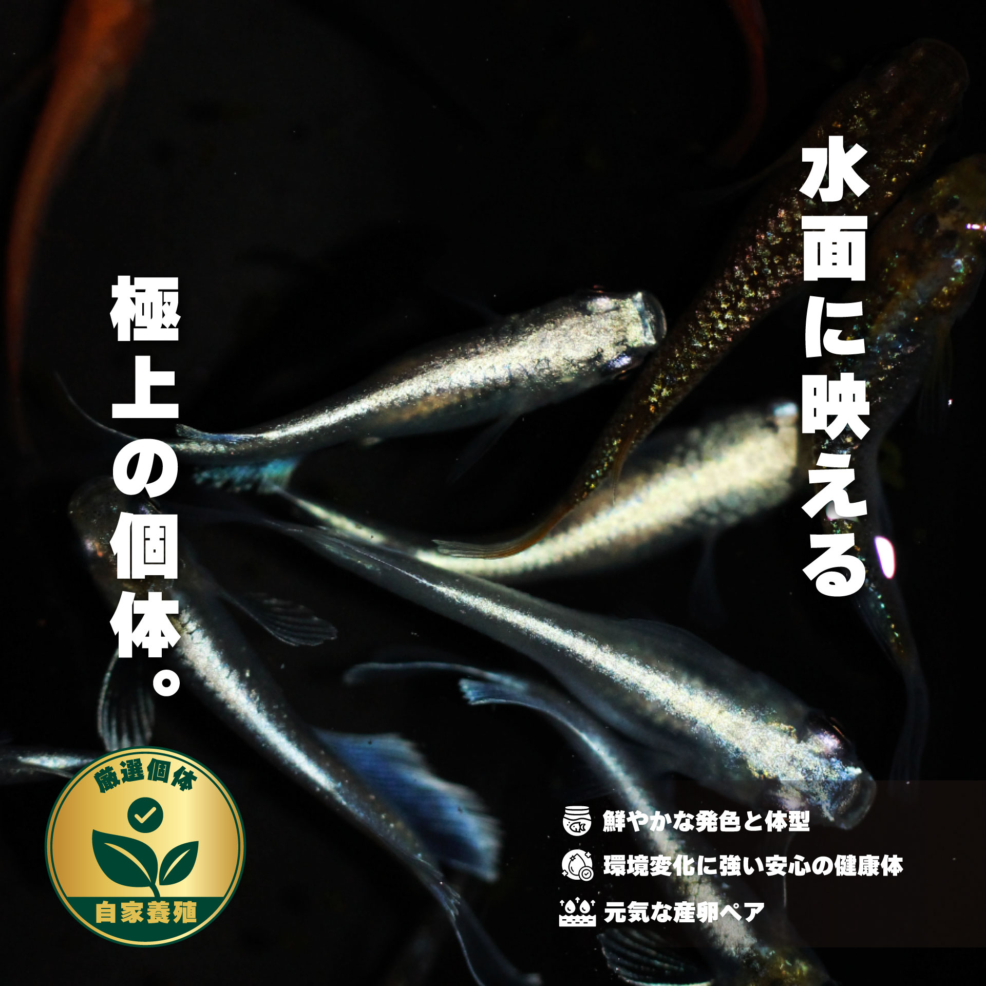 【メダカ飼育】成魚・若魚の正しい水合わせと管理方法｜元気に育てる