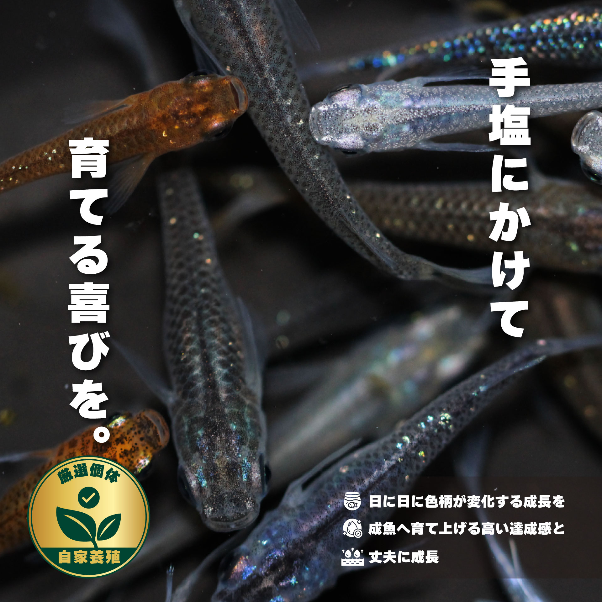 【稚魚育成】メダカ稚魚の正しいお迎えと水合わせ｜水流・混泳事故を防ぐ安全管理