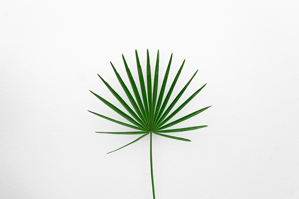 贈り物に選びたい観葉植物