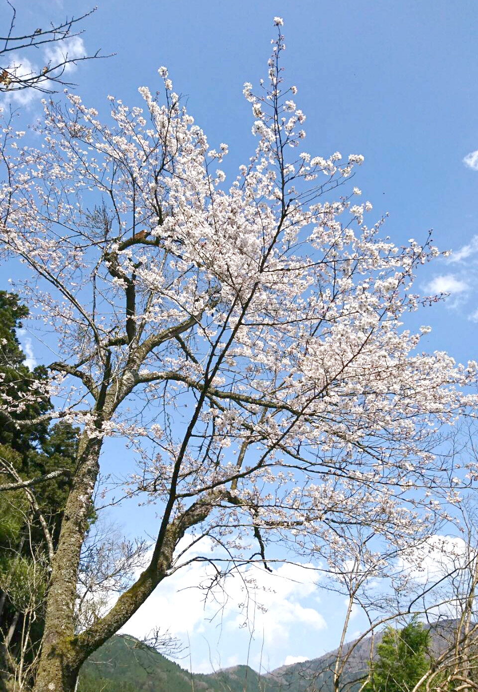 満開の桜☆☆　上味見の春〜♪♪