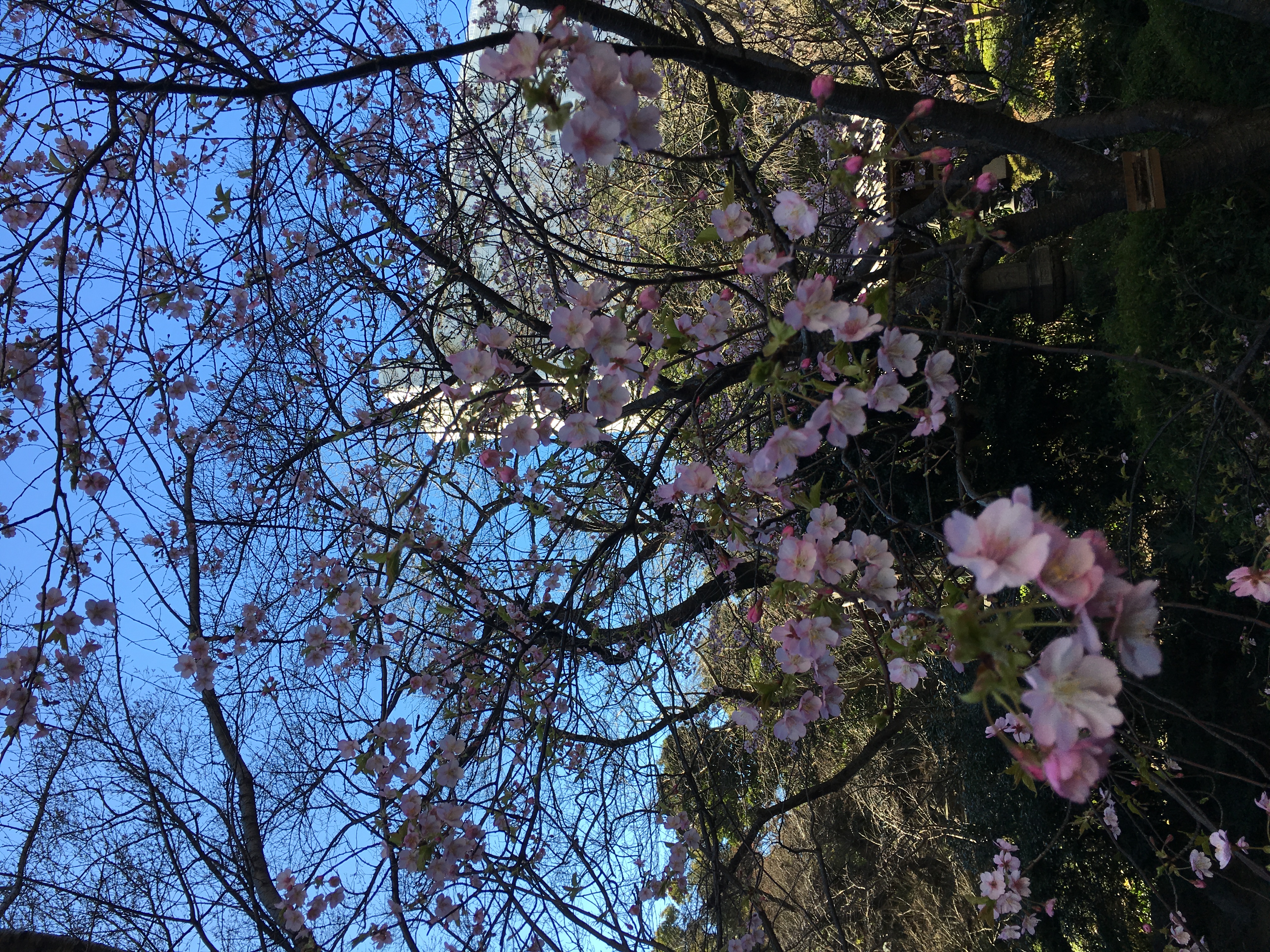 河津桜が咲き始めました。もうそんな季節がやってきたのですね。