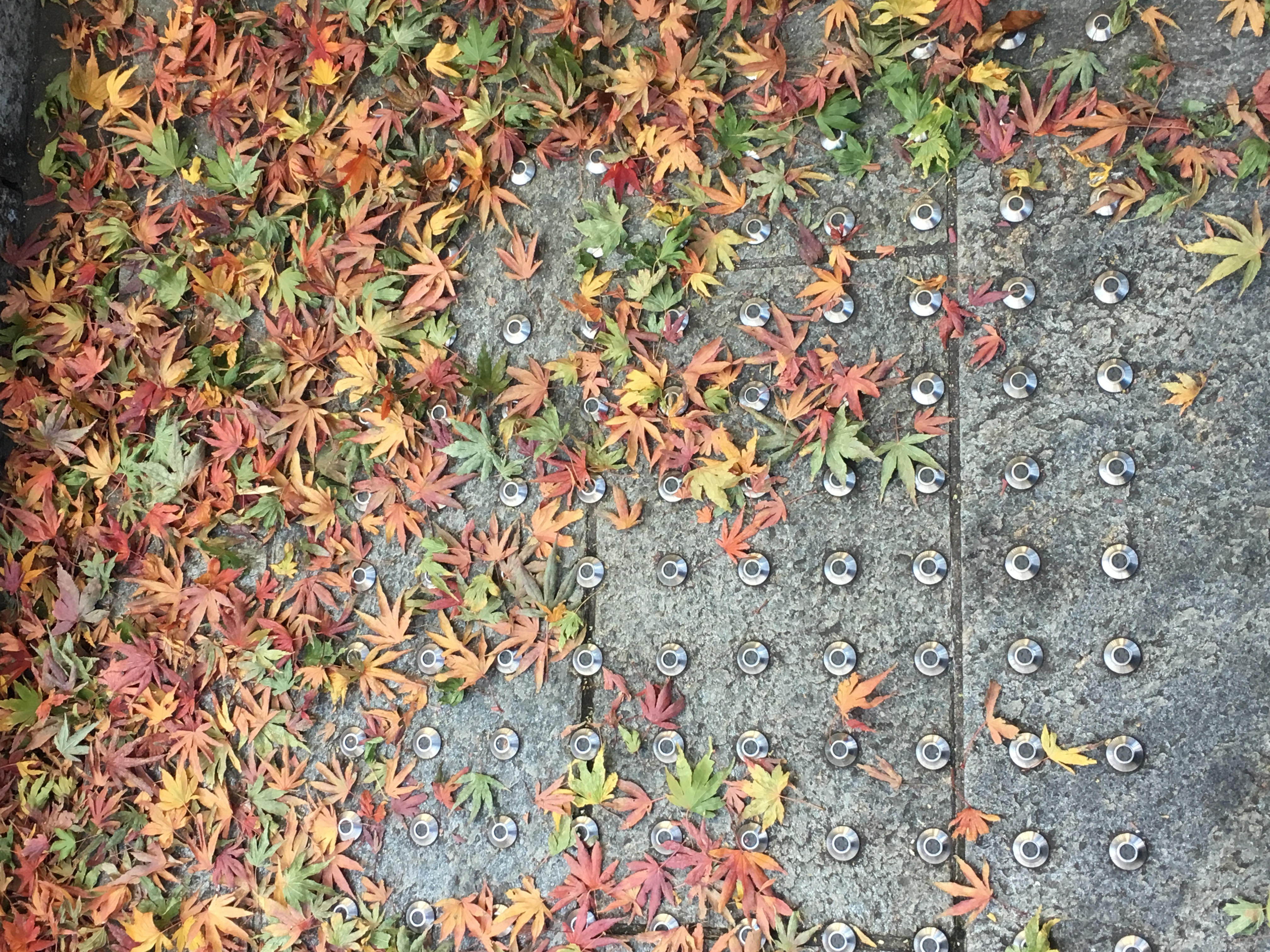 カラフルもみじの絨毯に、秋の終焉を感じます