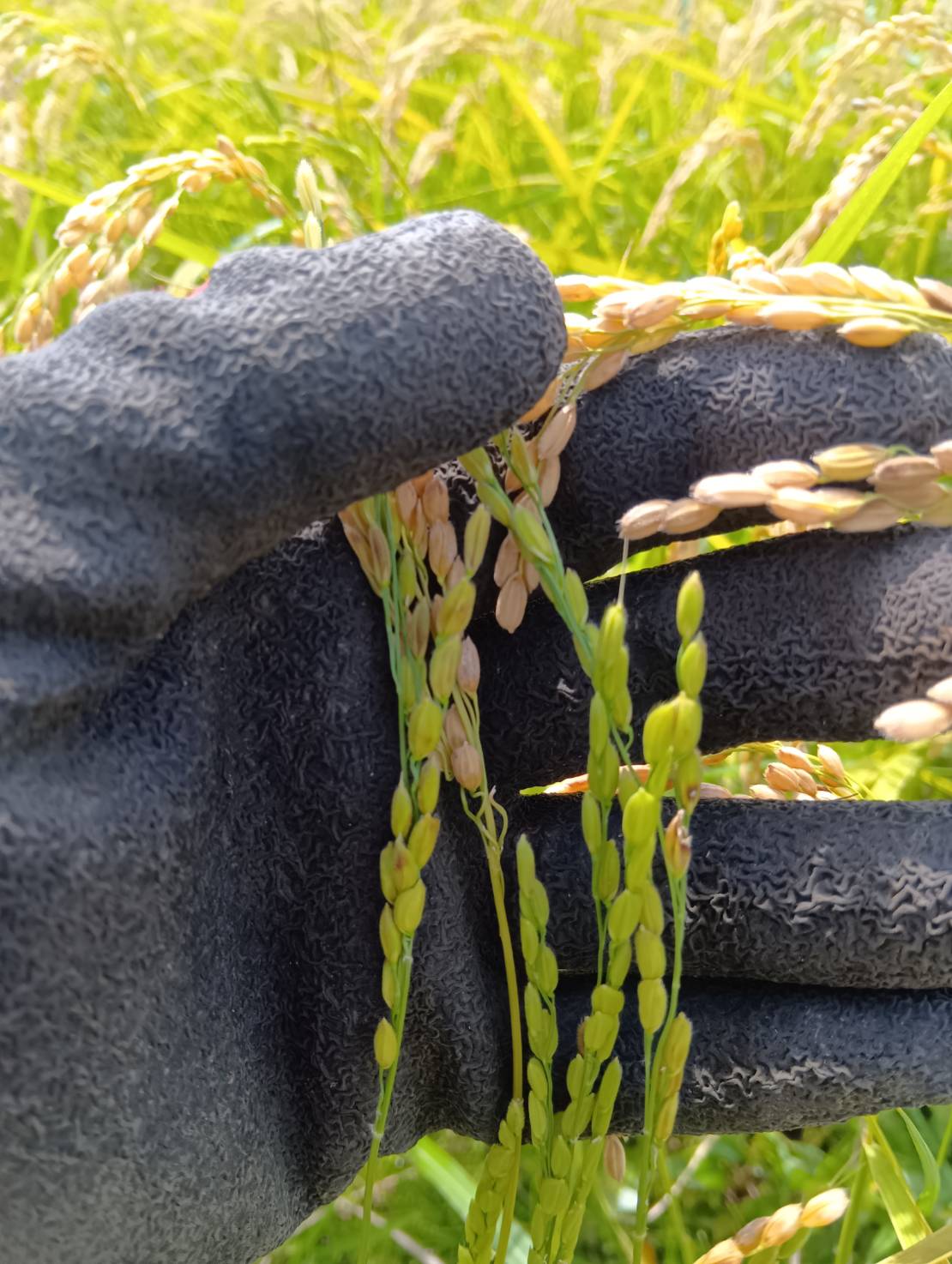 新米販売開始と復旧状況