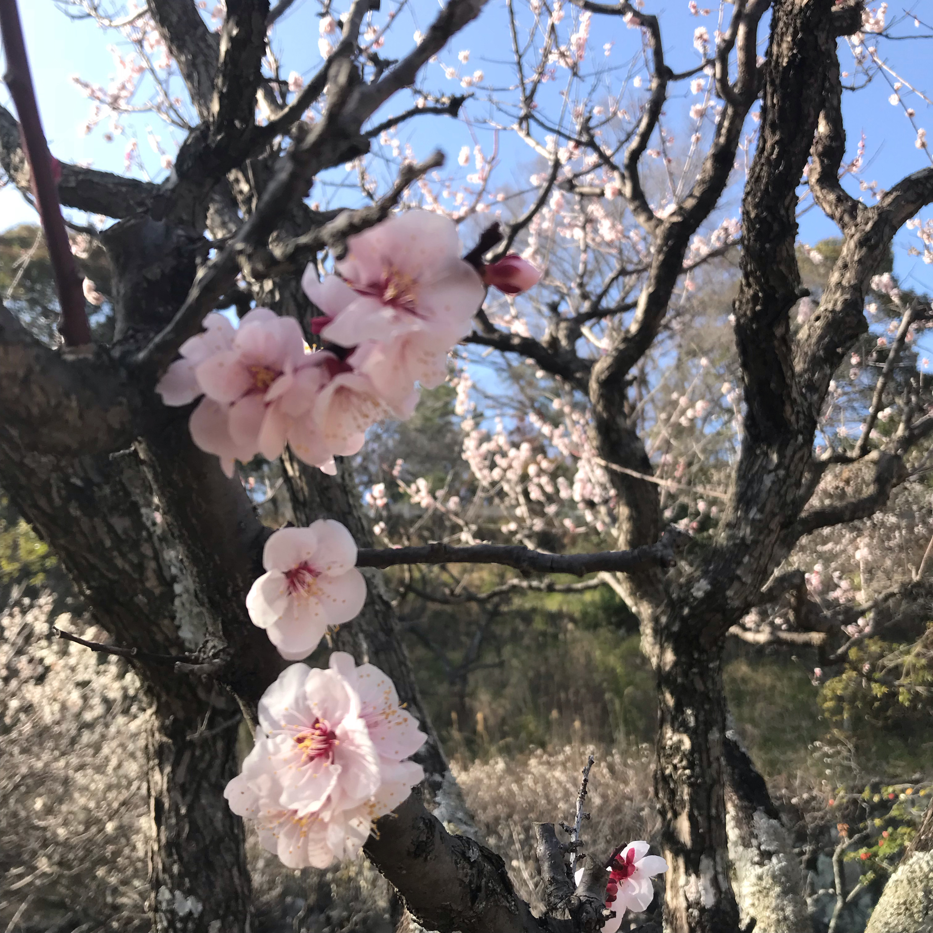 お休みのお知らせ
