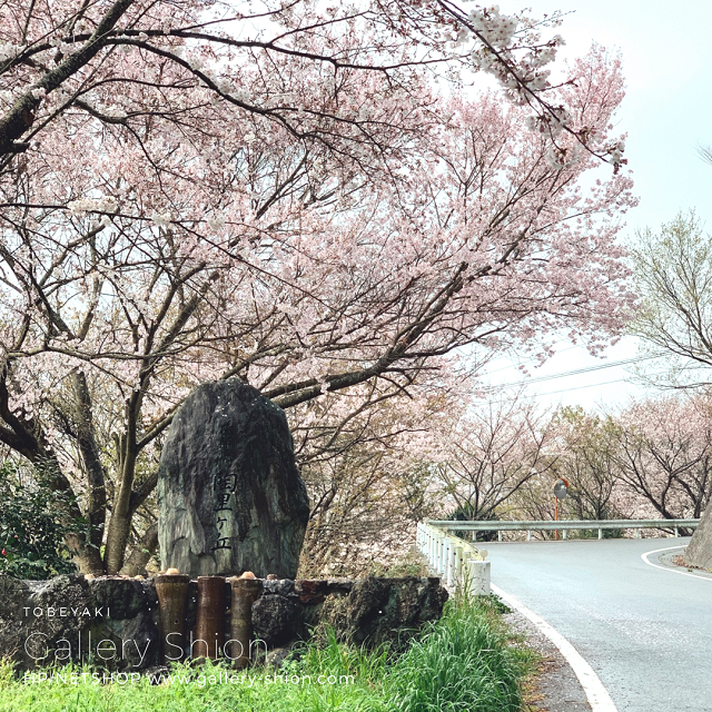 陶里ヶ丘の桜