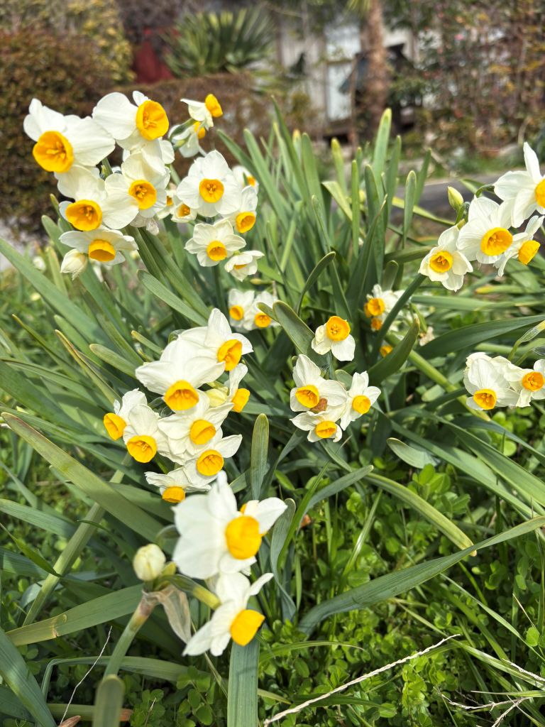 春のはじまり、水仙の咲く庭で──日々の感性と創作のこと