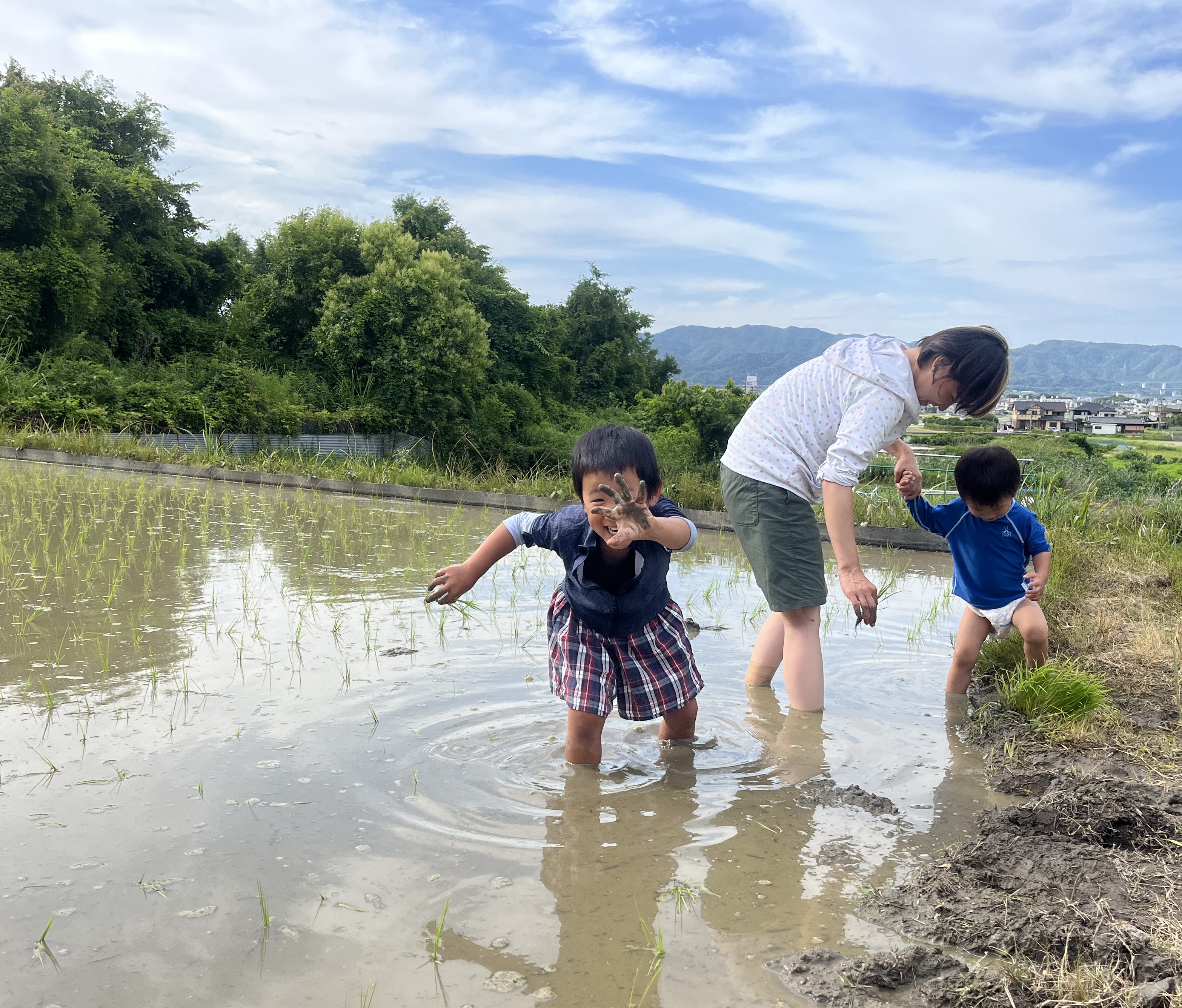 田植えです