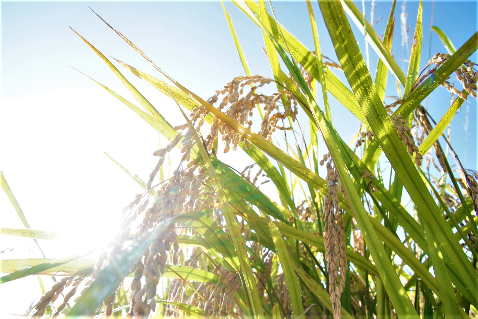 【2020年度新米】小場農園のあきたこまち、販売開始しました