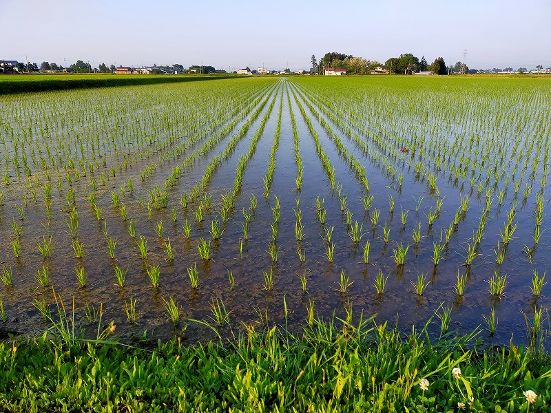除草剤を散布しました
