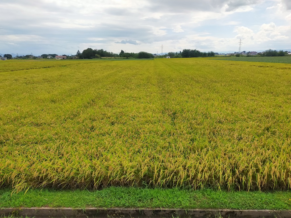 令和6年産 新米発送の準備ができました