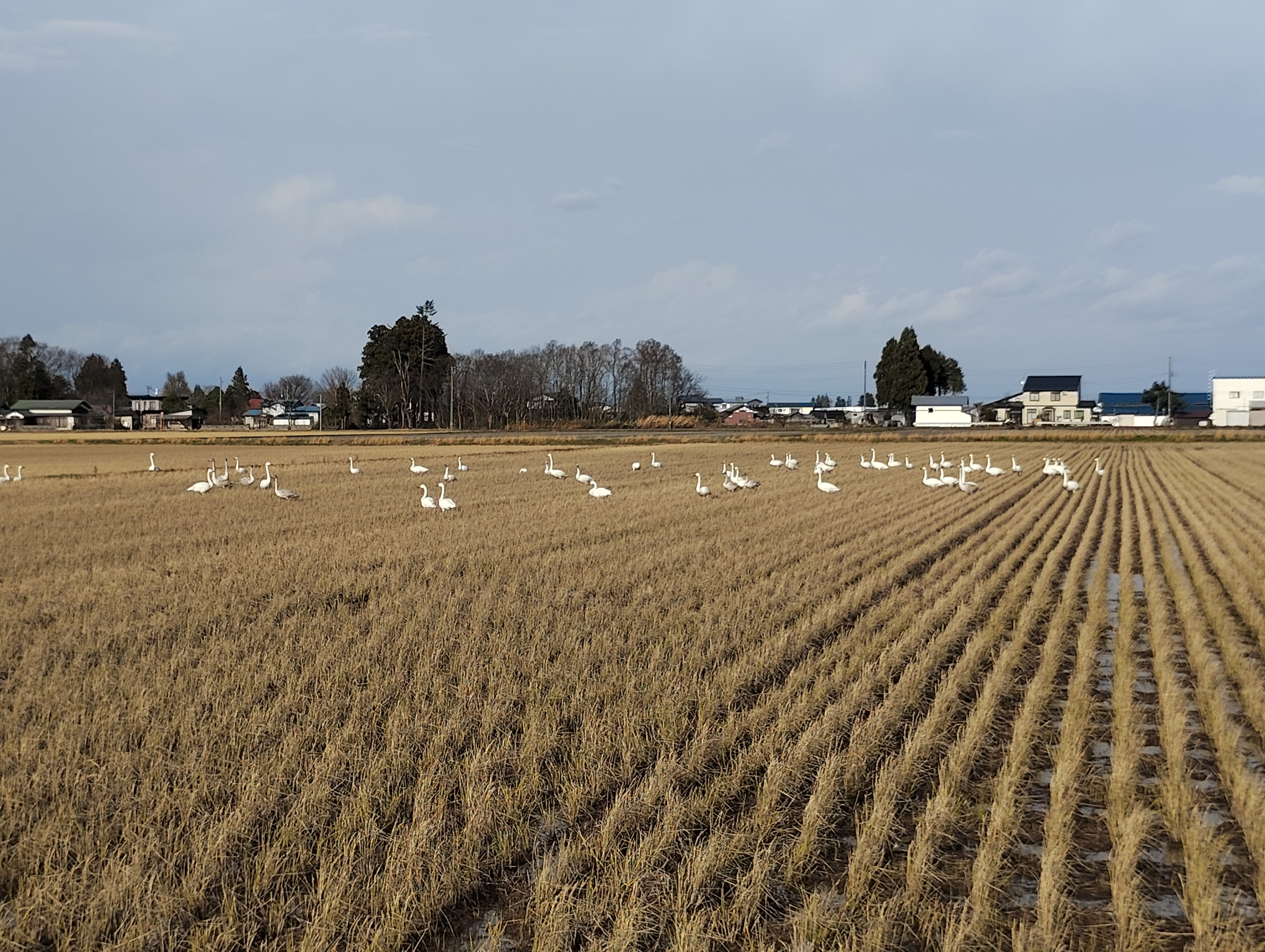 今年も白鳥がやってきました！