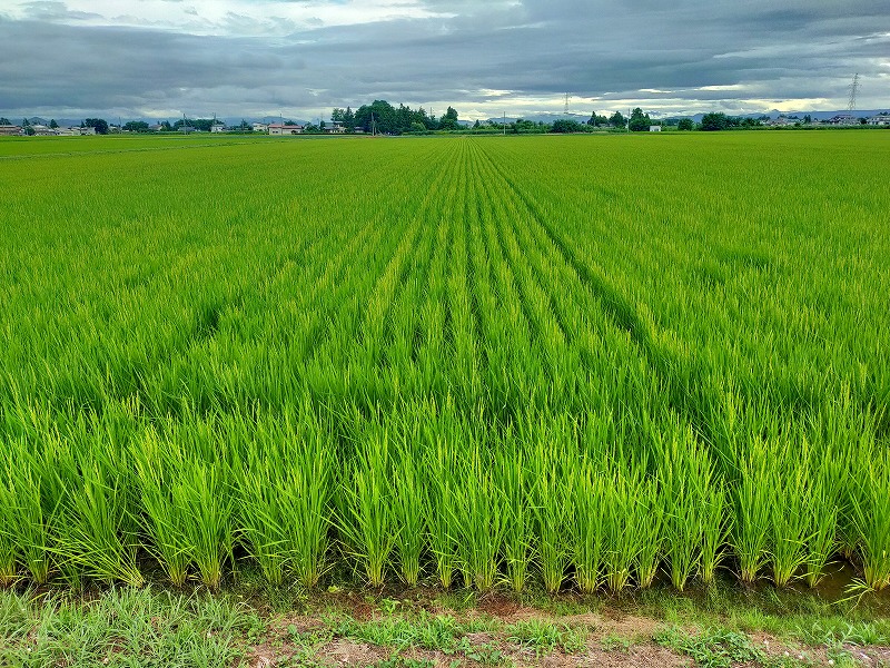 2022年産米の予約を開始しました