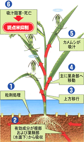 殺虫剤を使わなくなった理由