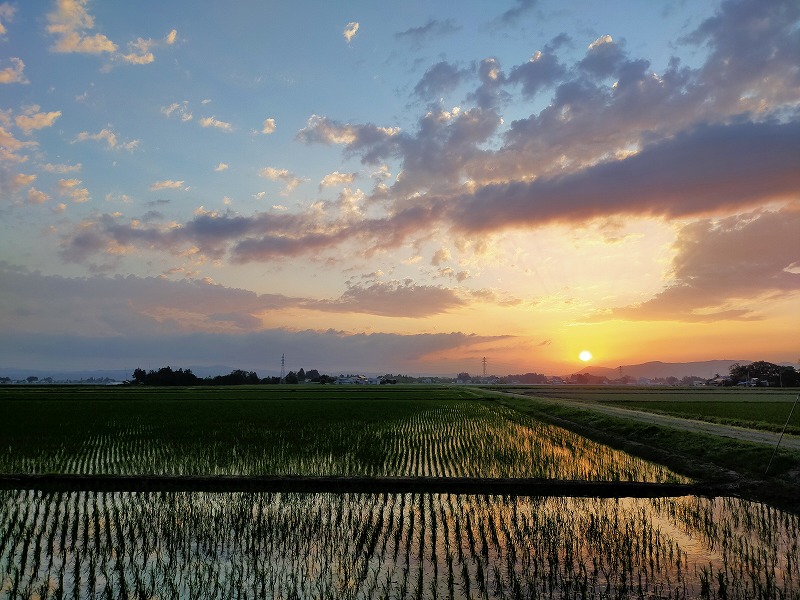 順調に育っています