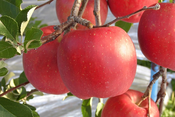 2020年の青森りんごラッシュ到来！10月収穫の4品種を紹介します！