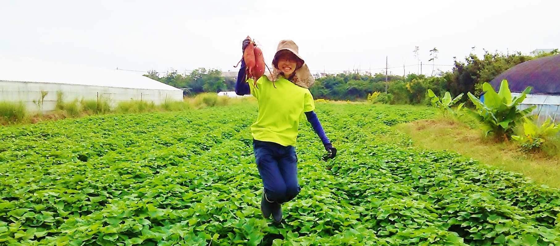さつまいも 収穫中！