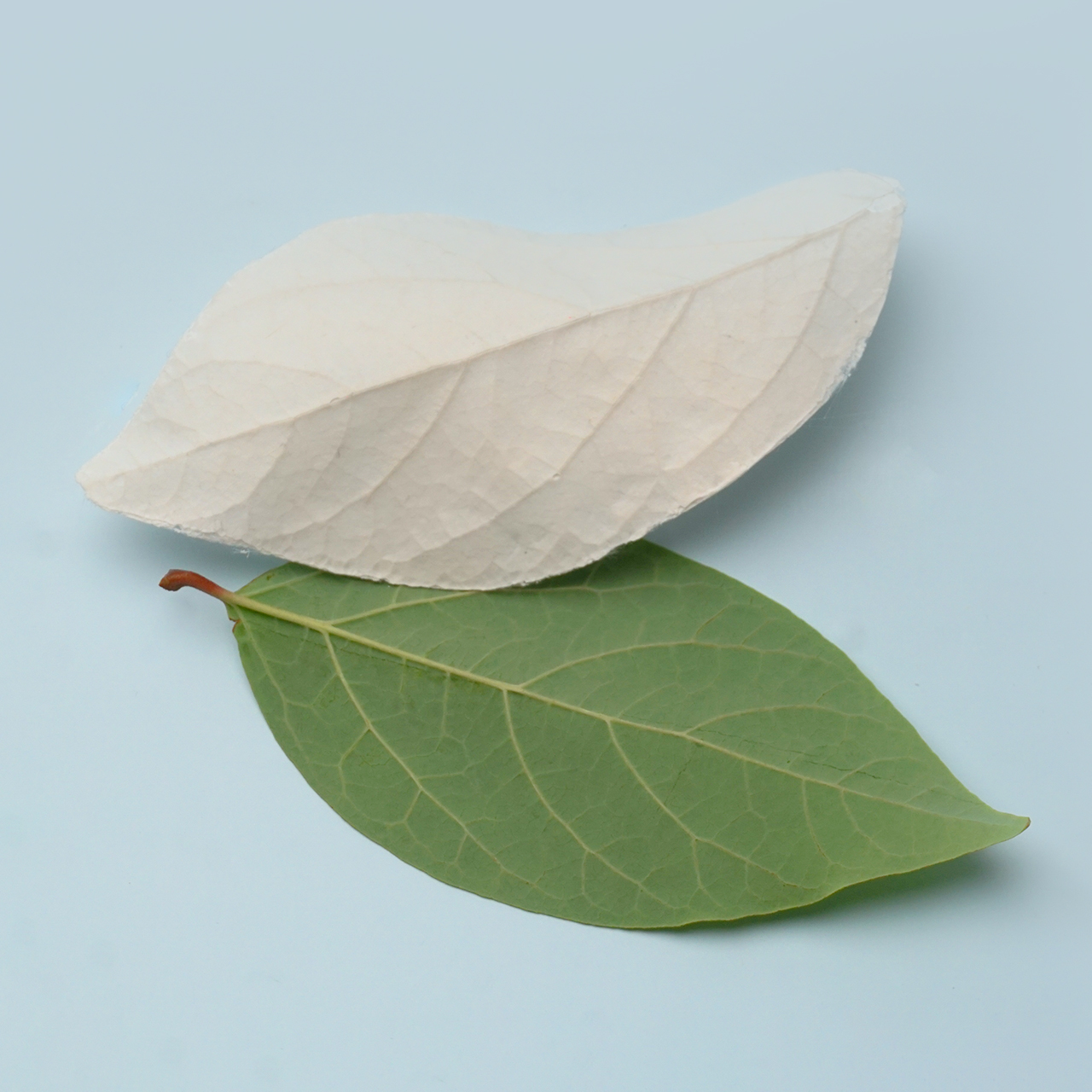 アイデアサンプル更新：LEAF REPRODUCTIONS / 葉の複製