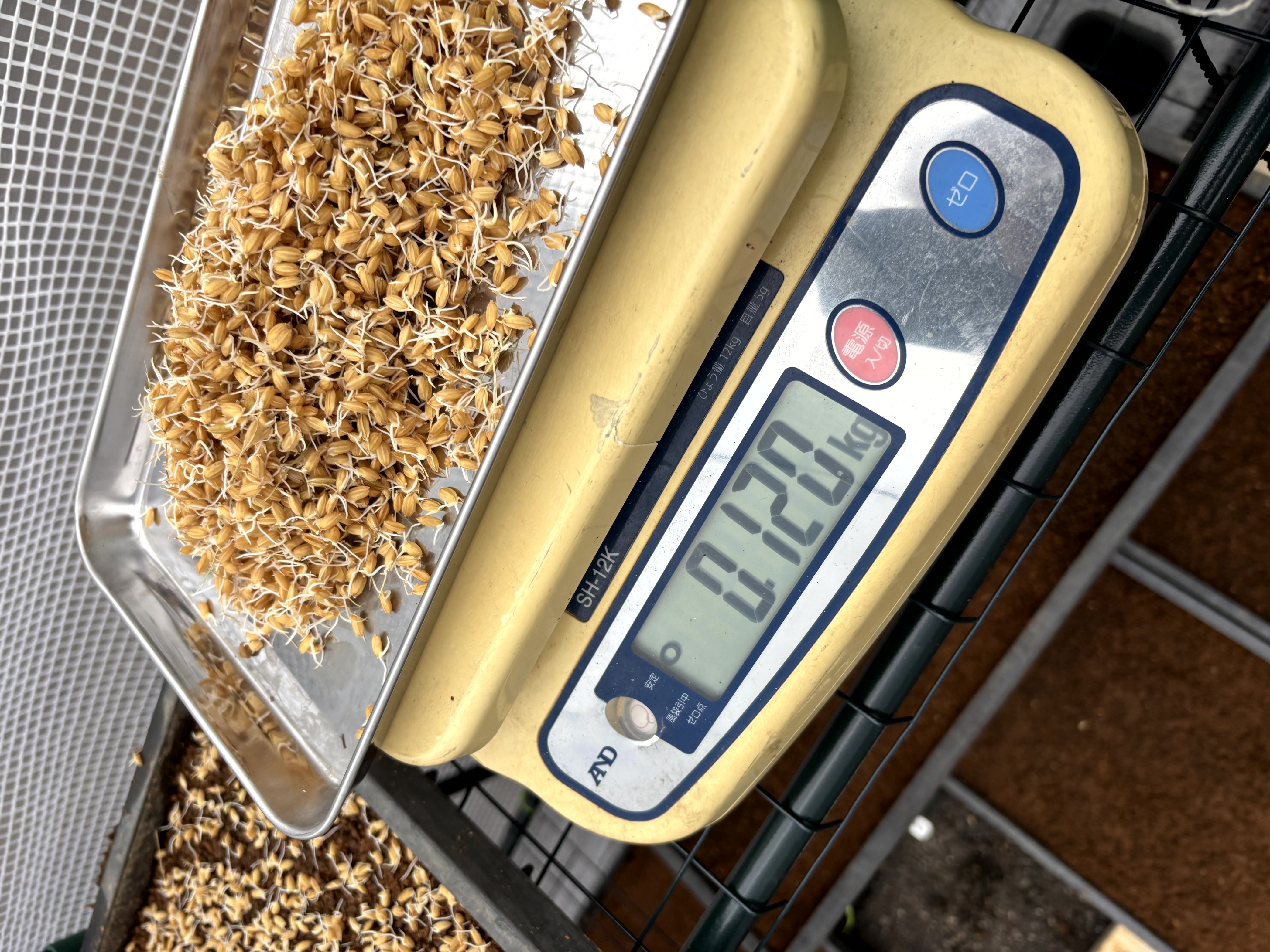 自然栽培はじめて10年がすぎていた！