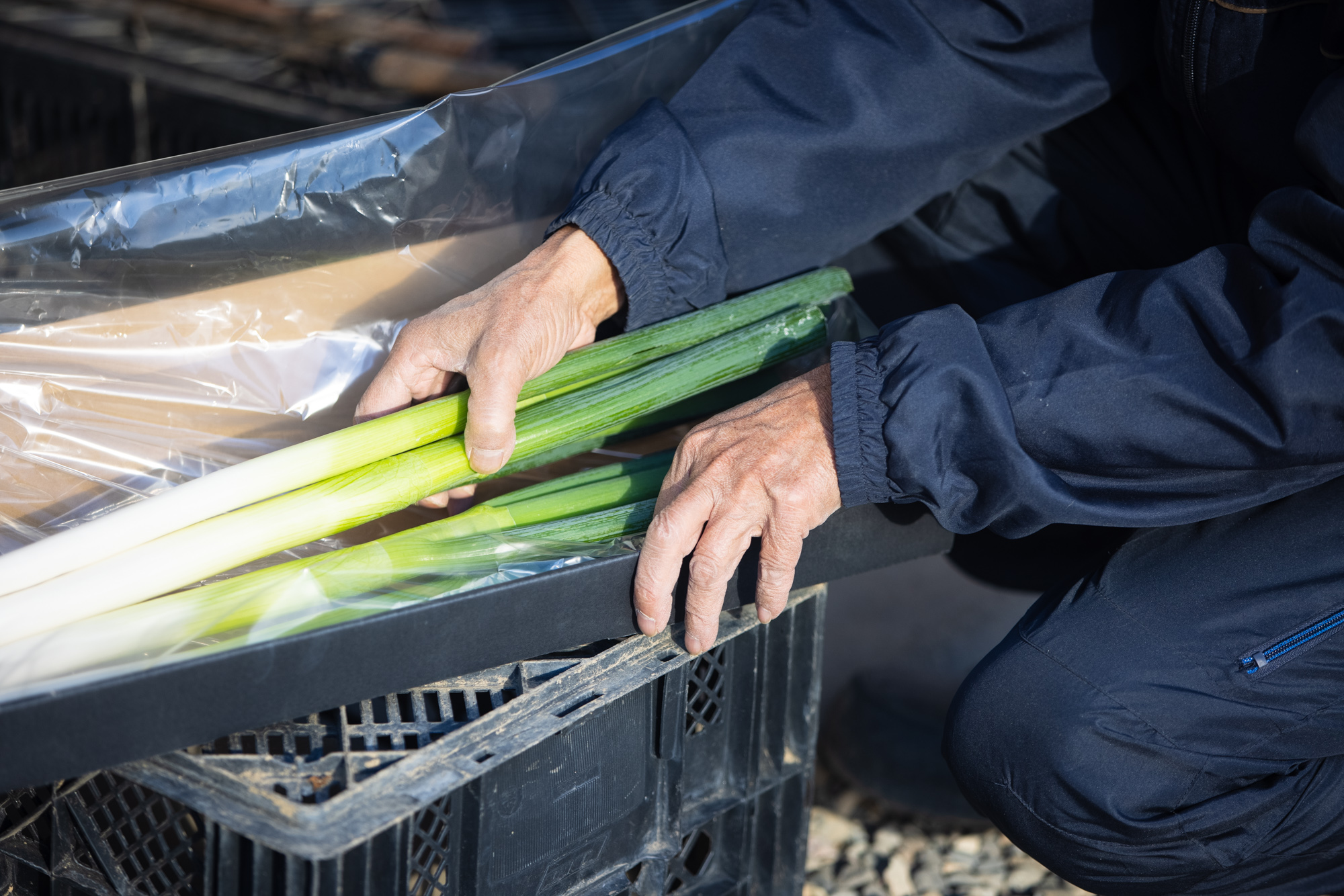 【年末年始の配送について】12/26 午前11:59-1/6購入分は1/7から順次発送します