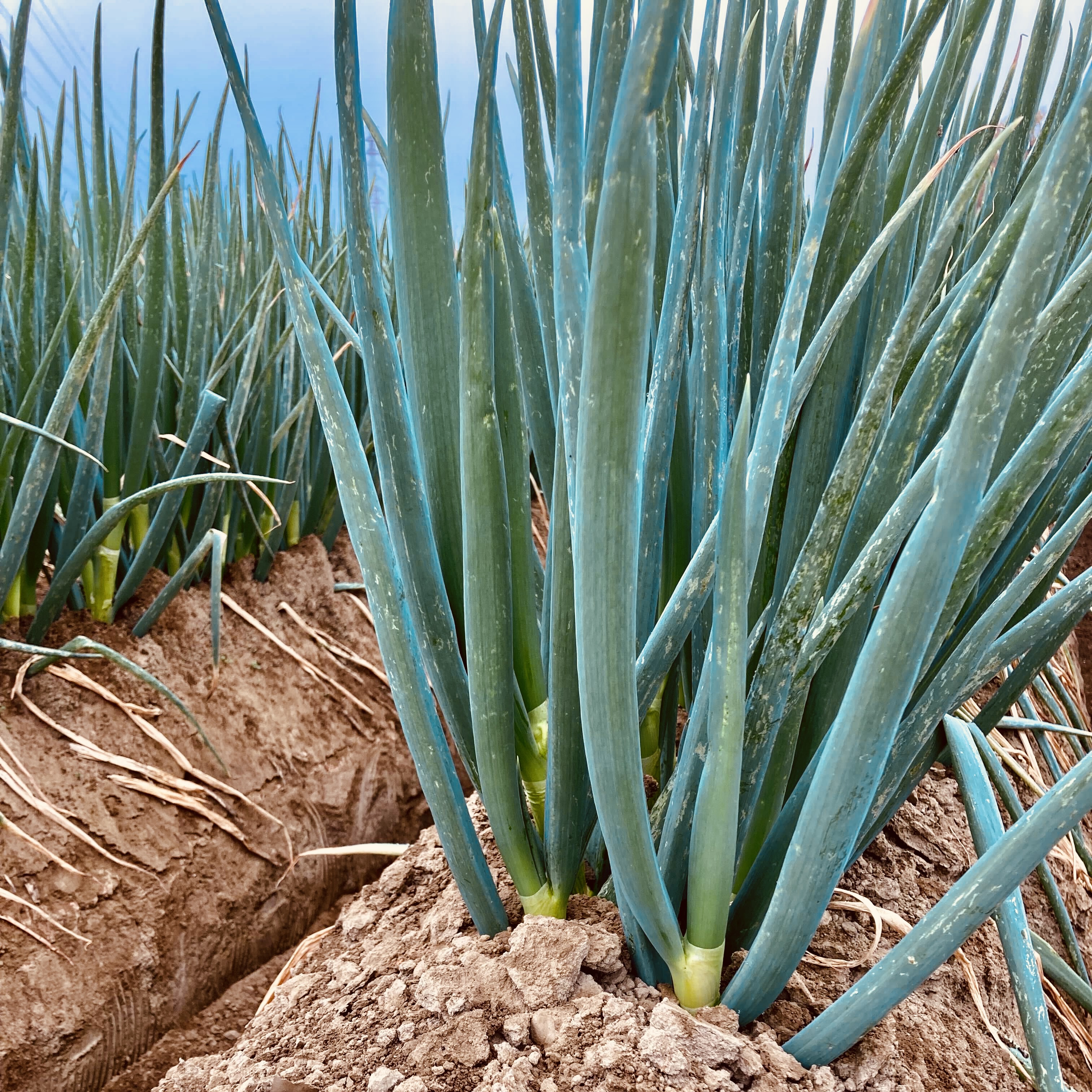 今年の深谷ねぎ、最後の仕上げに入りました