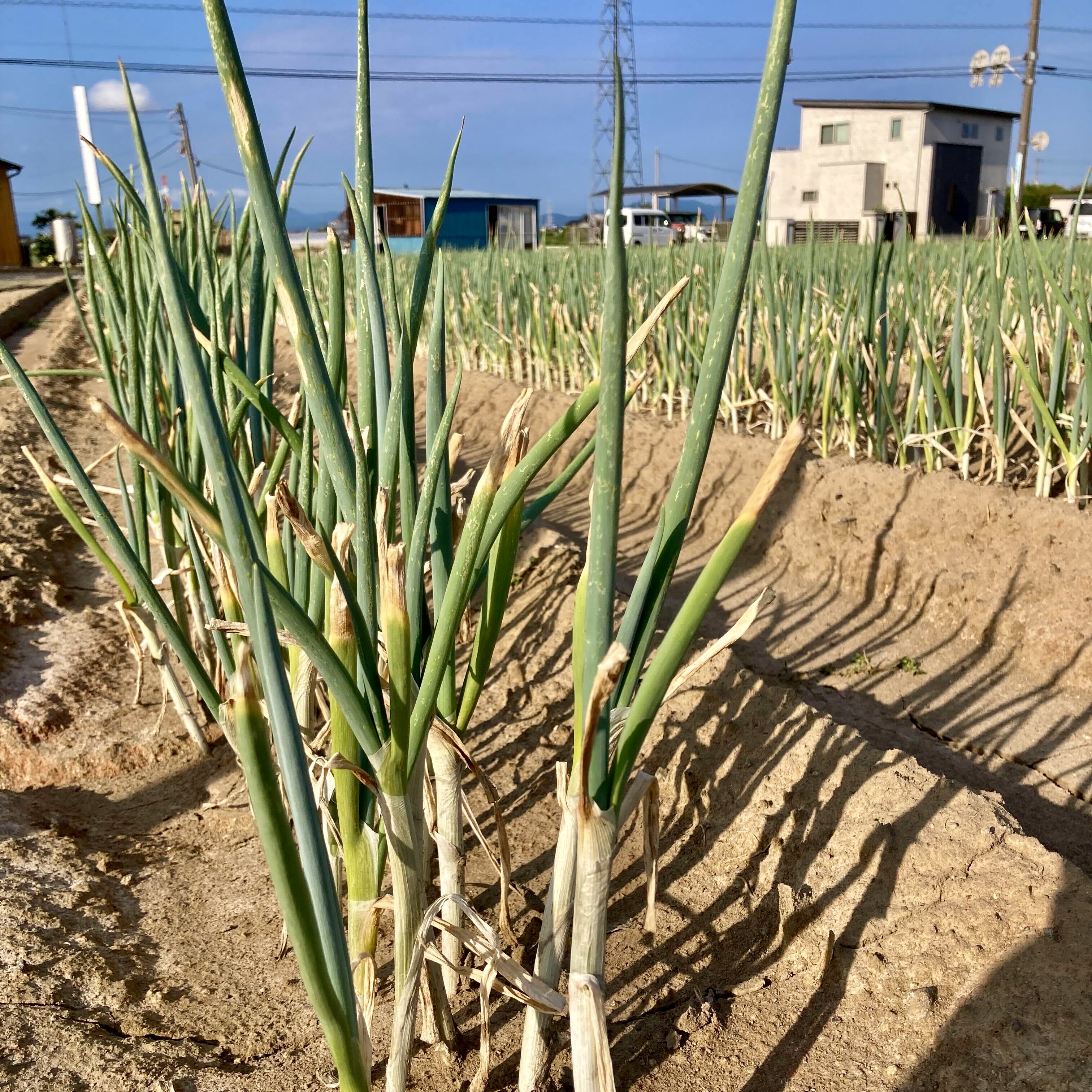 おいしい深谷ねぎを育てる準備