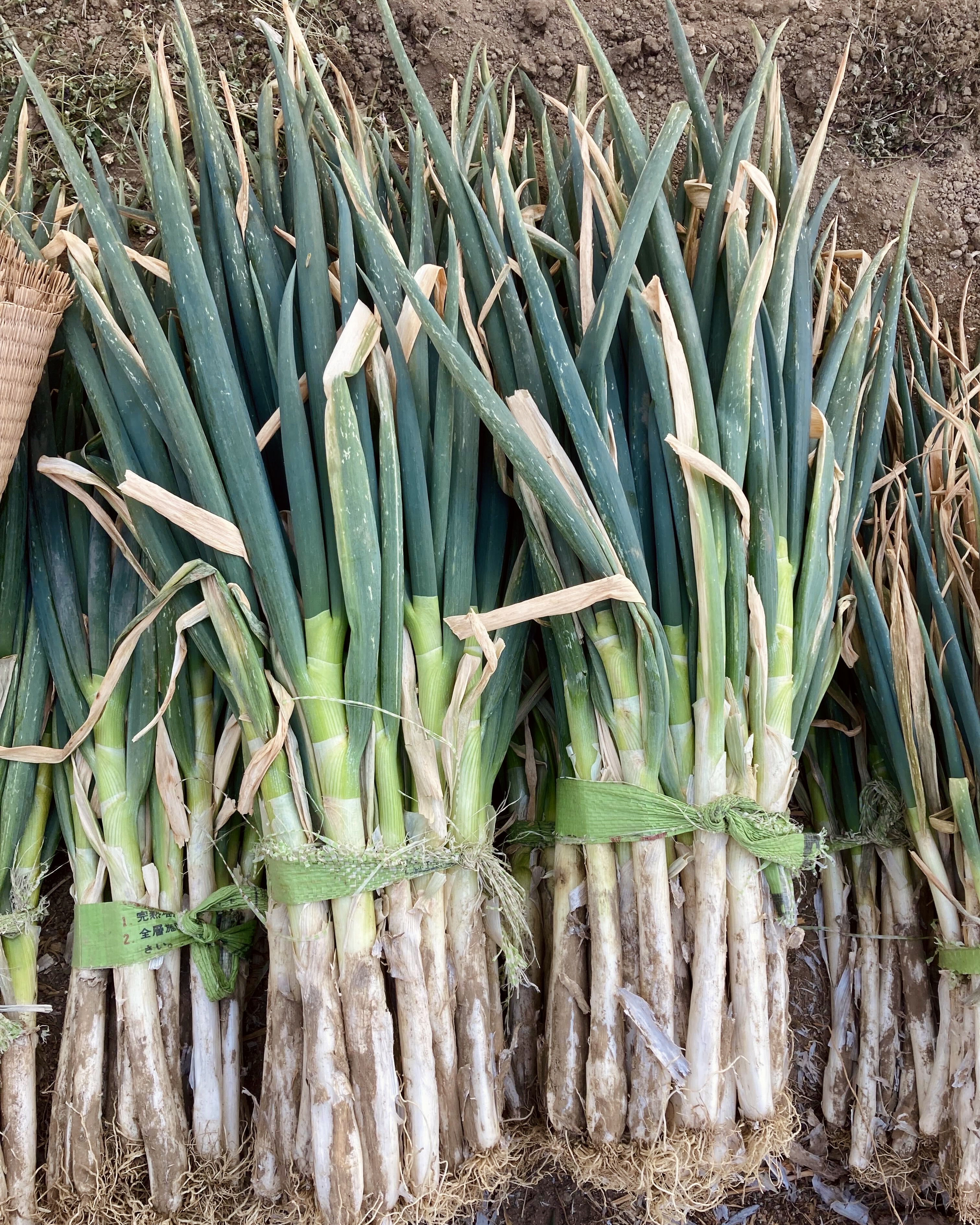 【2025年度】深谷ねぎ販売終了のお知らせ