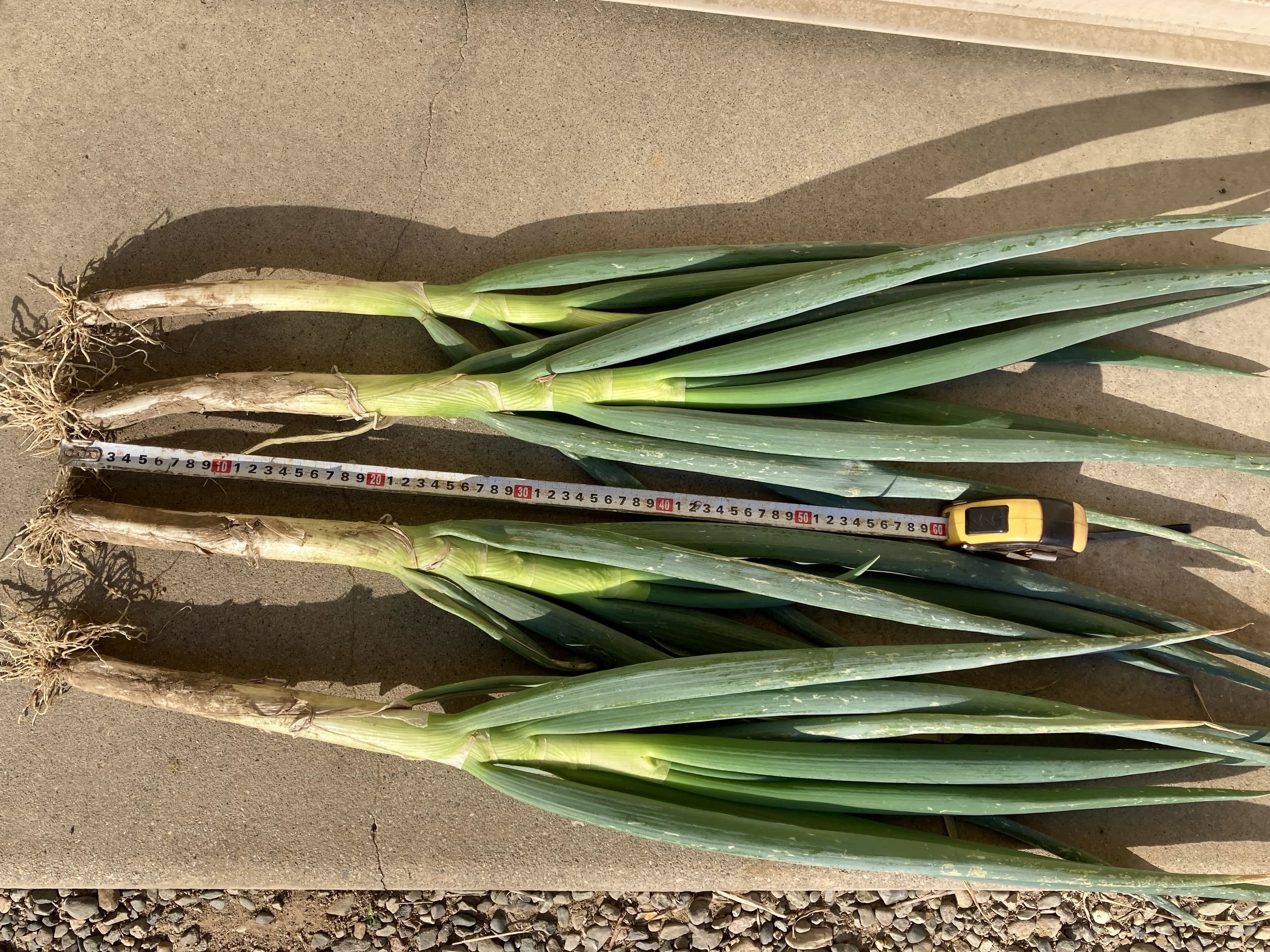 【2025年度】深谷ねぎ販売開始のお知らせ