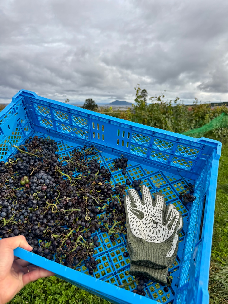 2025農楽蔵ぶどう収穫♪