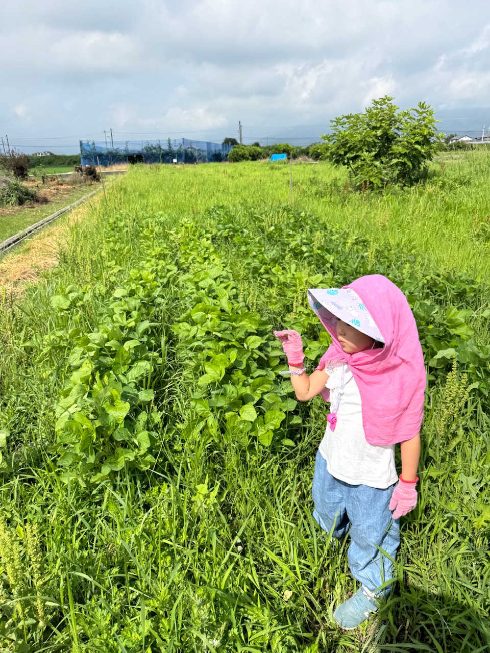 マエムキ大豆プロジェクト　7月編