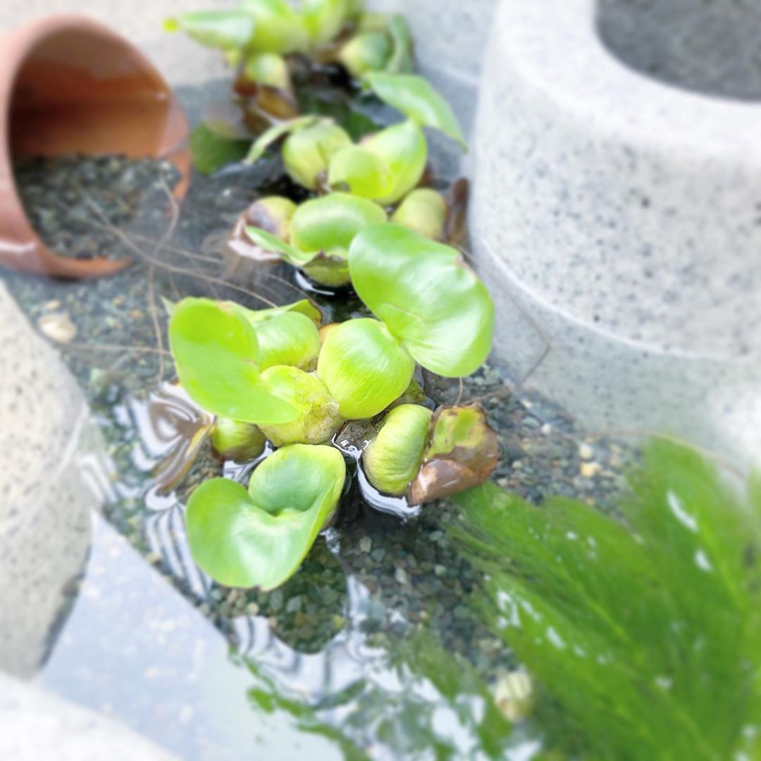 ビオトープ始めてみました。
