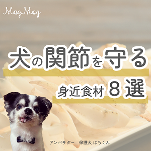 関節ケア