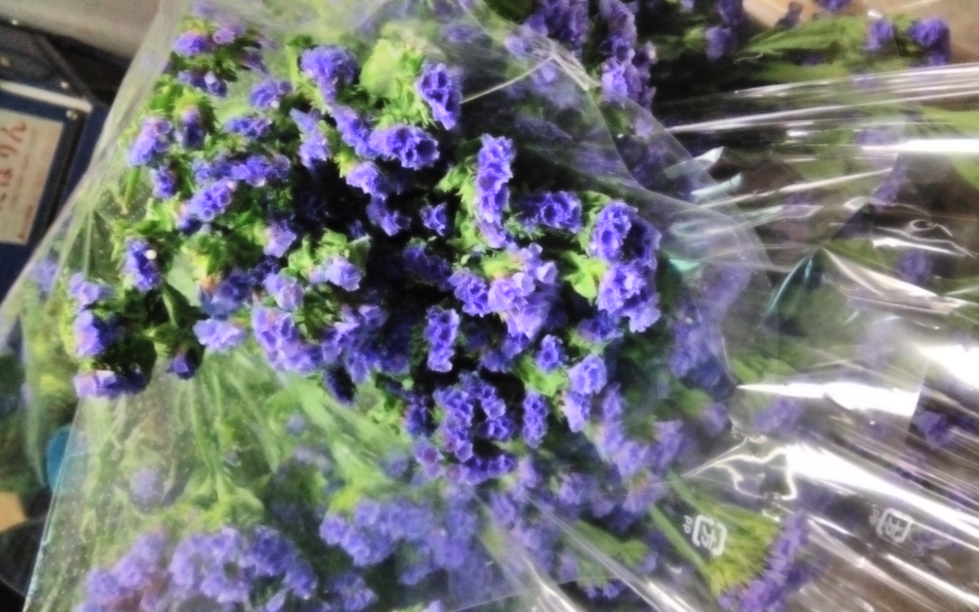 地元紀州のスターチスが出始めました