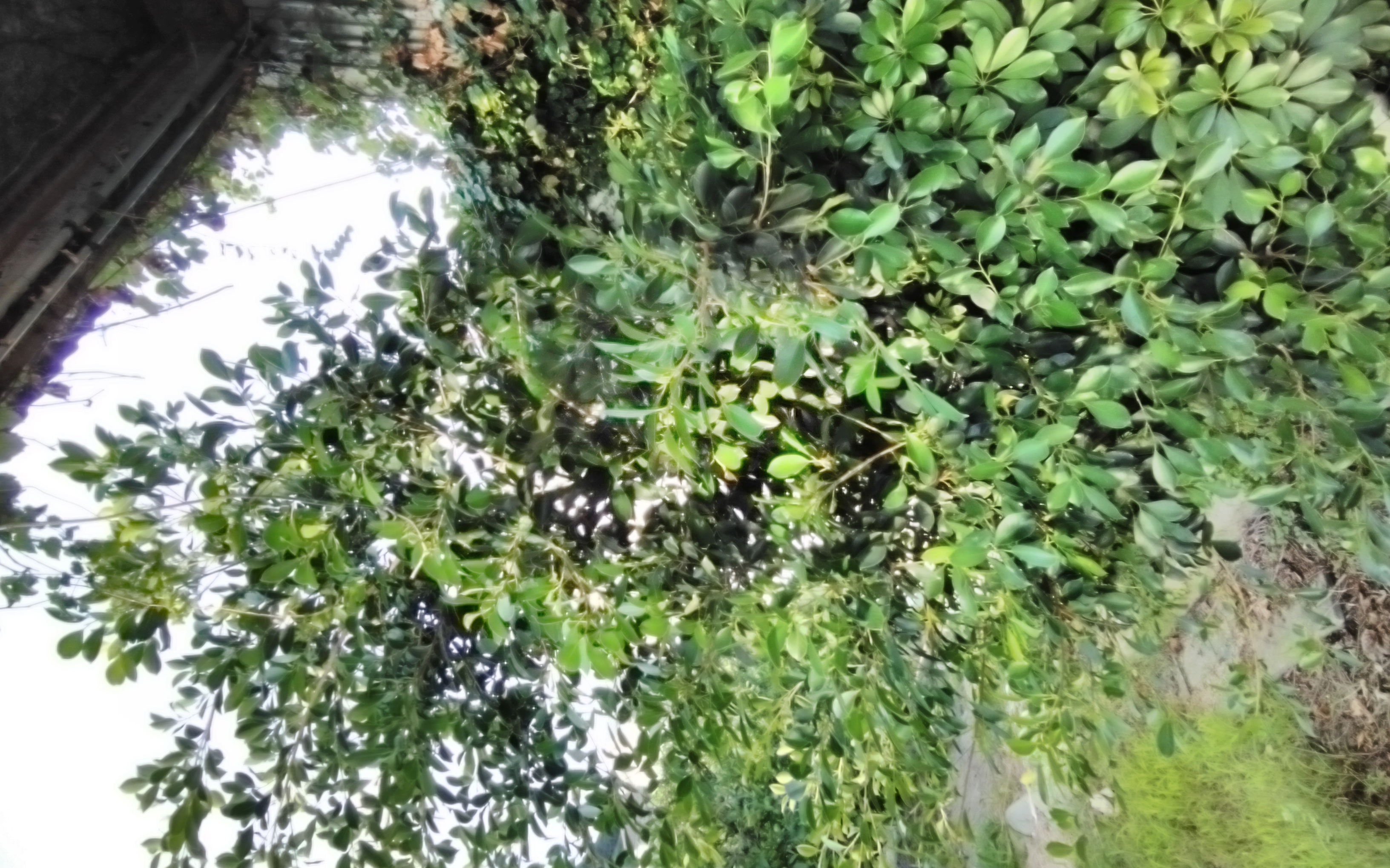 観葉植物のガジュマルが大変