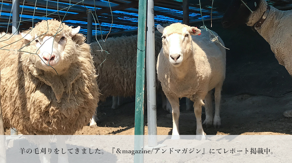 静岡県藤枝市にて、羊の毛刈りをしてきました。
