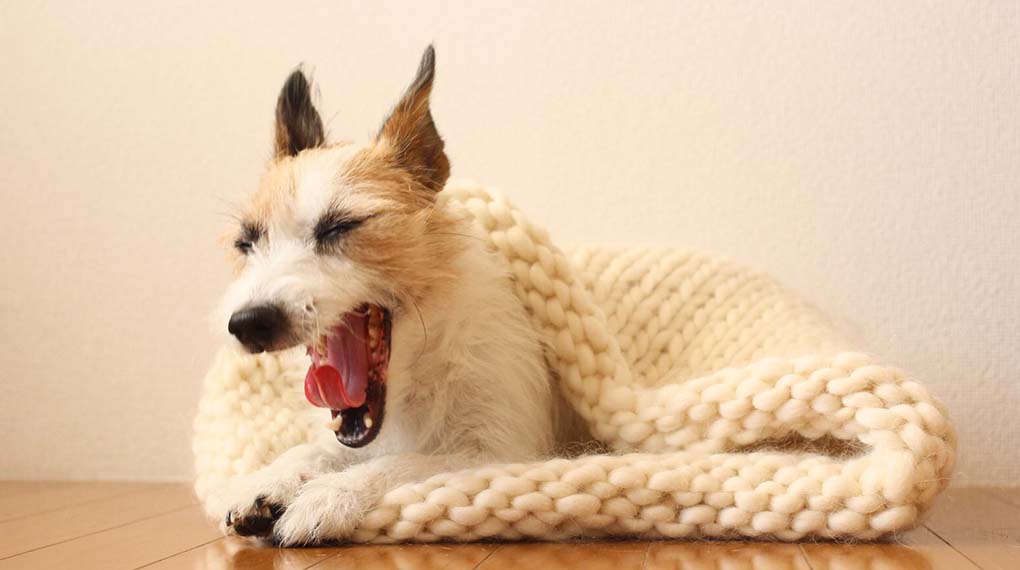 AND WOOLのワンちゃんへのご提案　【犬のためのニット袋】